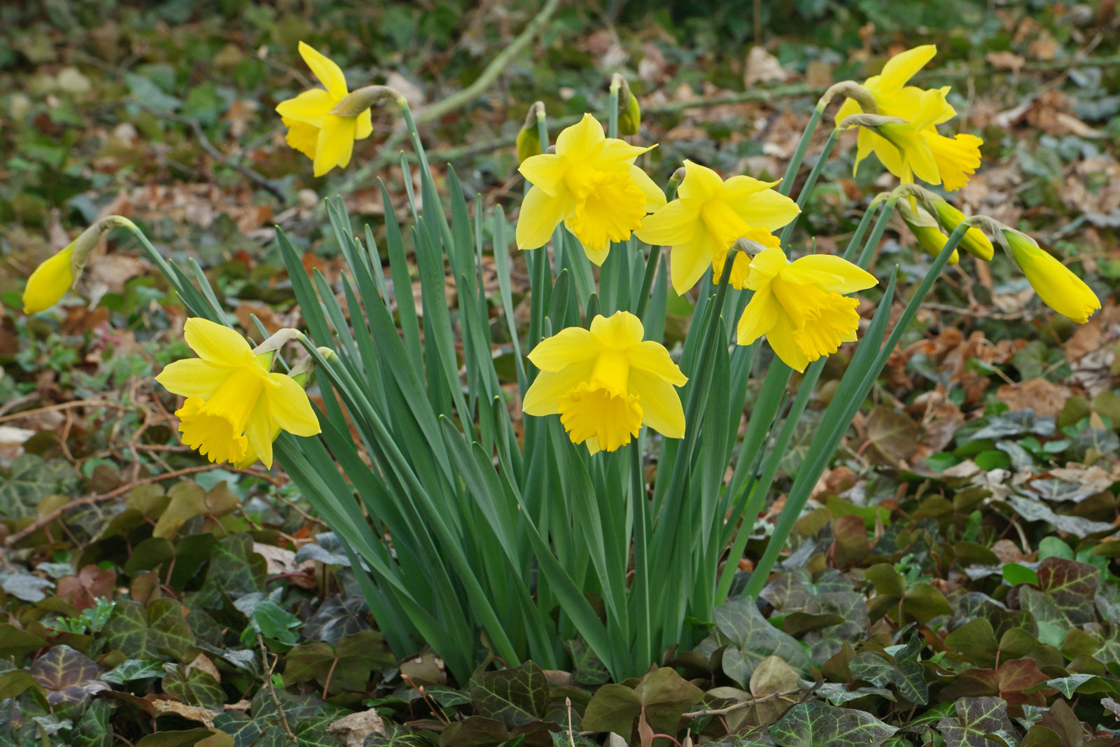 Påskliljor (Narcissus) odla blomma