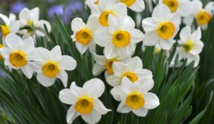 Påskliljor (Narcissus) skötselguide