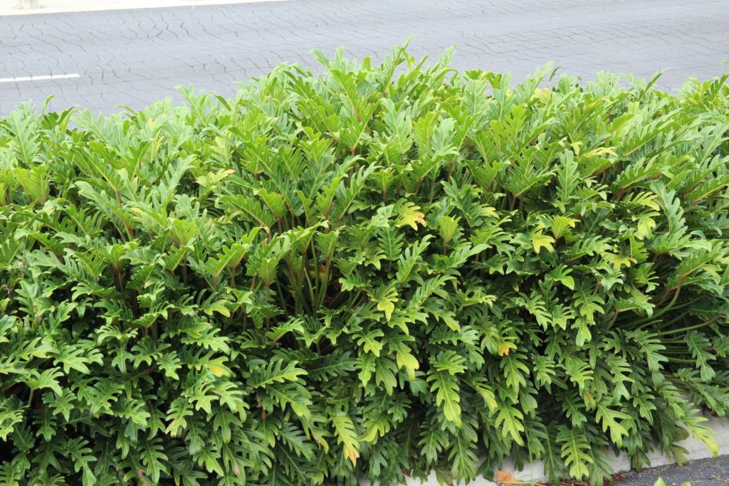Philodendron Xanadu skötselråd