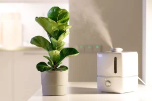 bästa luftfuktare för växter bäst i test