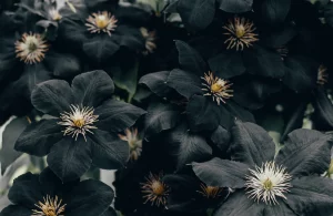 bästa svarta blommor