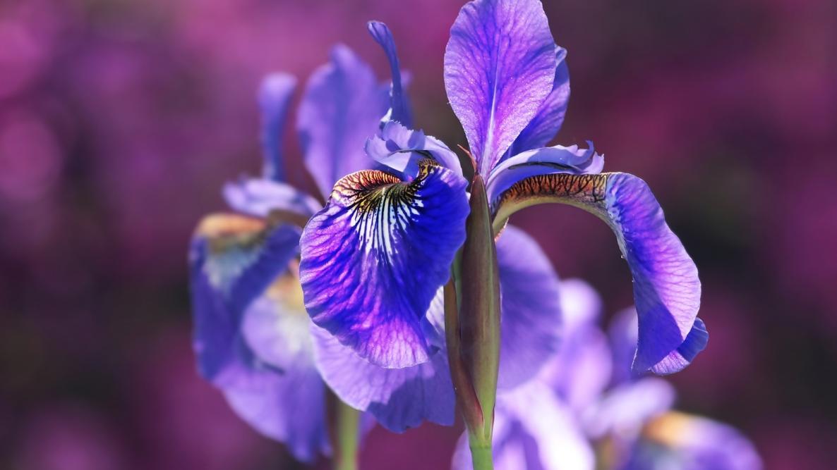 fin blomma iris