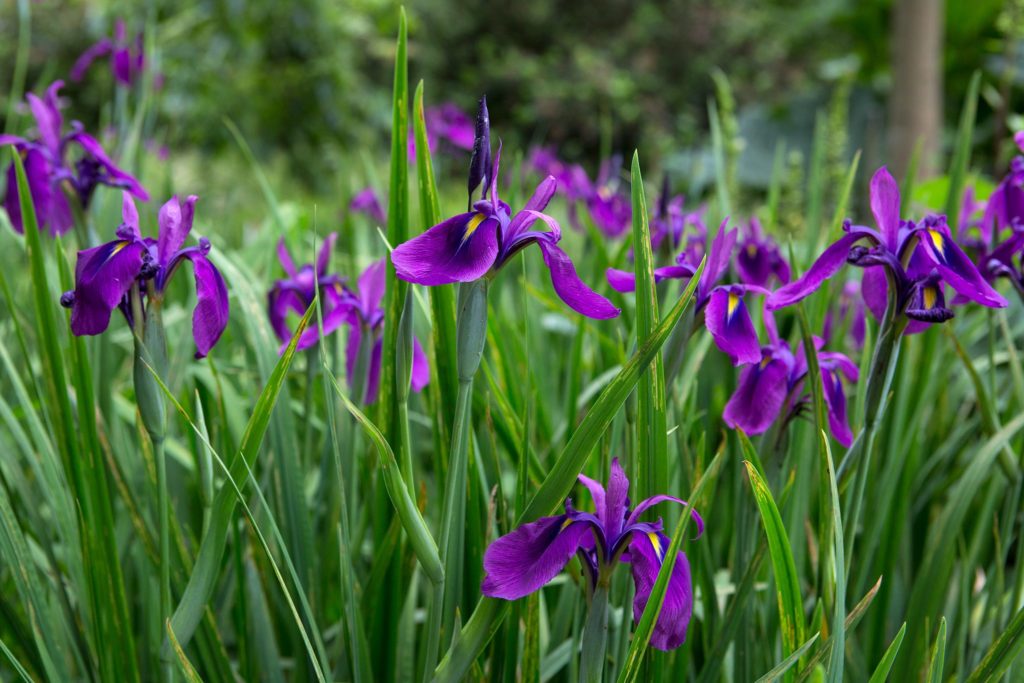 lila iris plantering