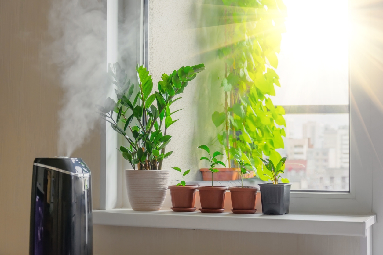 luftfuktare för växter bästa