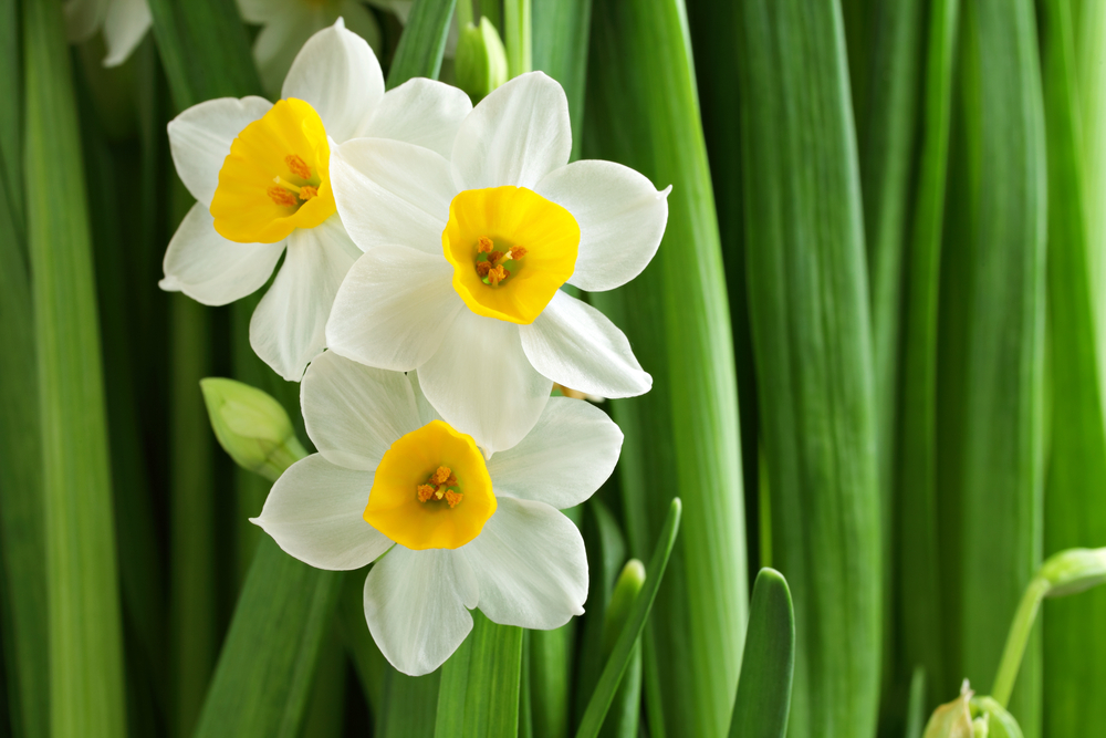plantera Påskliljor (Narcissus)