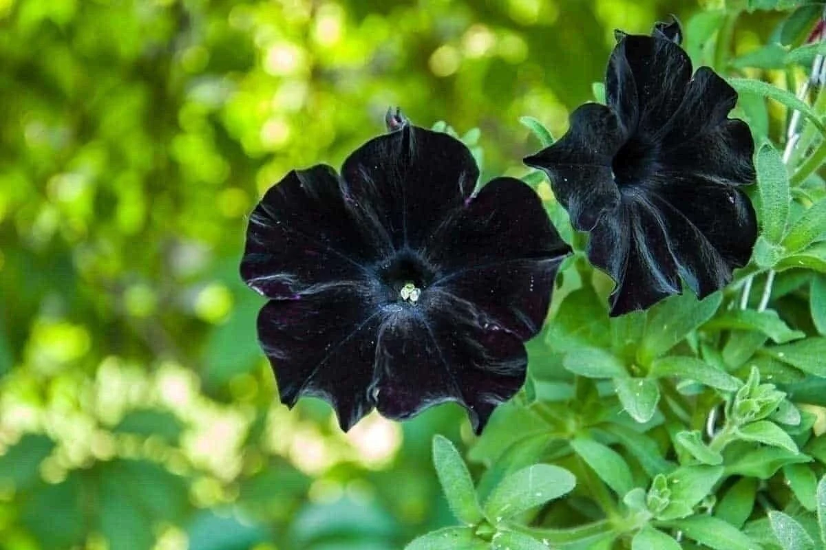 svart petuina