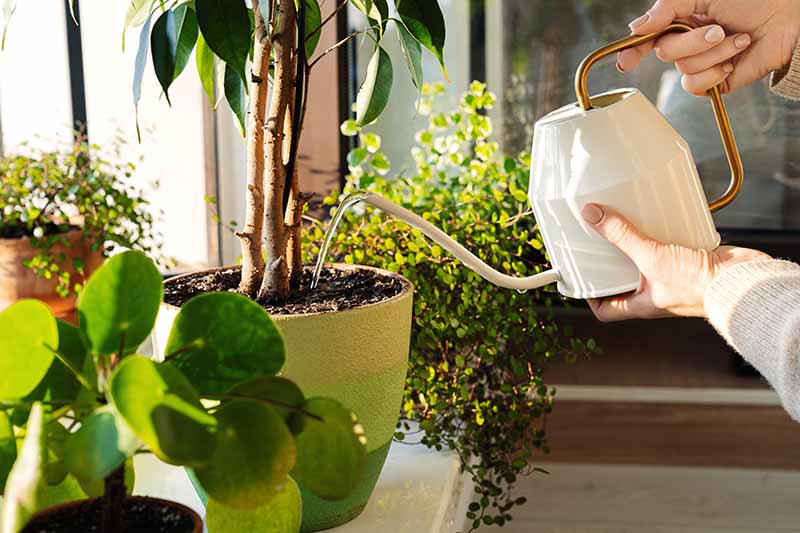 vattna inomhusväxter bra vattenkanna